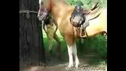 Sucking deepthroat huge horse's dick hard