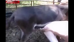 poor man first time try anal sex with animal
