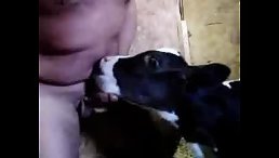 Dirty man loves babe cow