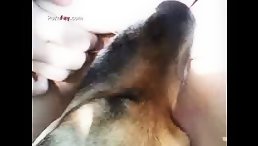 Teen Curve Loving Dog licking