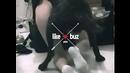 Black Dog Orgy Fuck Human