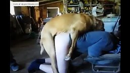 Golden Dog Fucking ass white girl