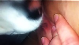 Good dog licking delicious pussy
