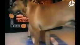 Dog ridding hard his girl - Animal porn