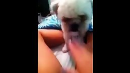 Litte dog licking pussy