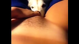 Dog Licking Pussy For Woman