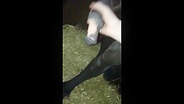 Horse Fucking Cook show porn Part 1