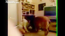 Terrifying Video: Dog Moves In To Attack Teen's Private Parts - Zoo Porn Dog Sex