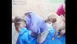 Girl Gets Banged by Her Golden Retriever - Zoophilia Fans Rejoice at Zoo Porn Dog Sex Videos!